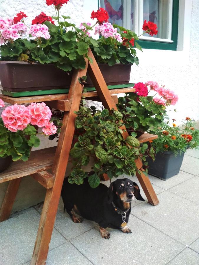 Blonbauer Villa Schladming Eksteriør bilde